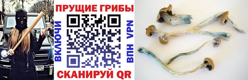 Псилоцибиновые грибы Psilocybine cubensis сайты даркнета Telegram Мегион
